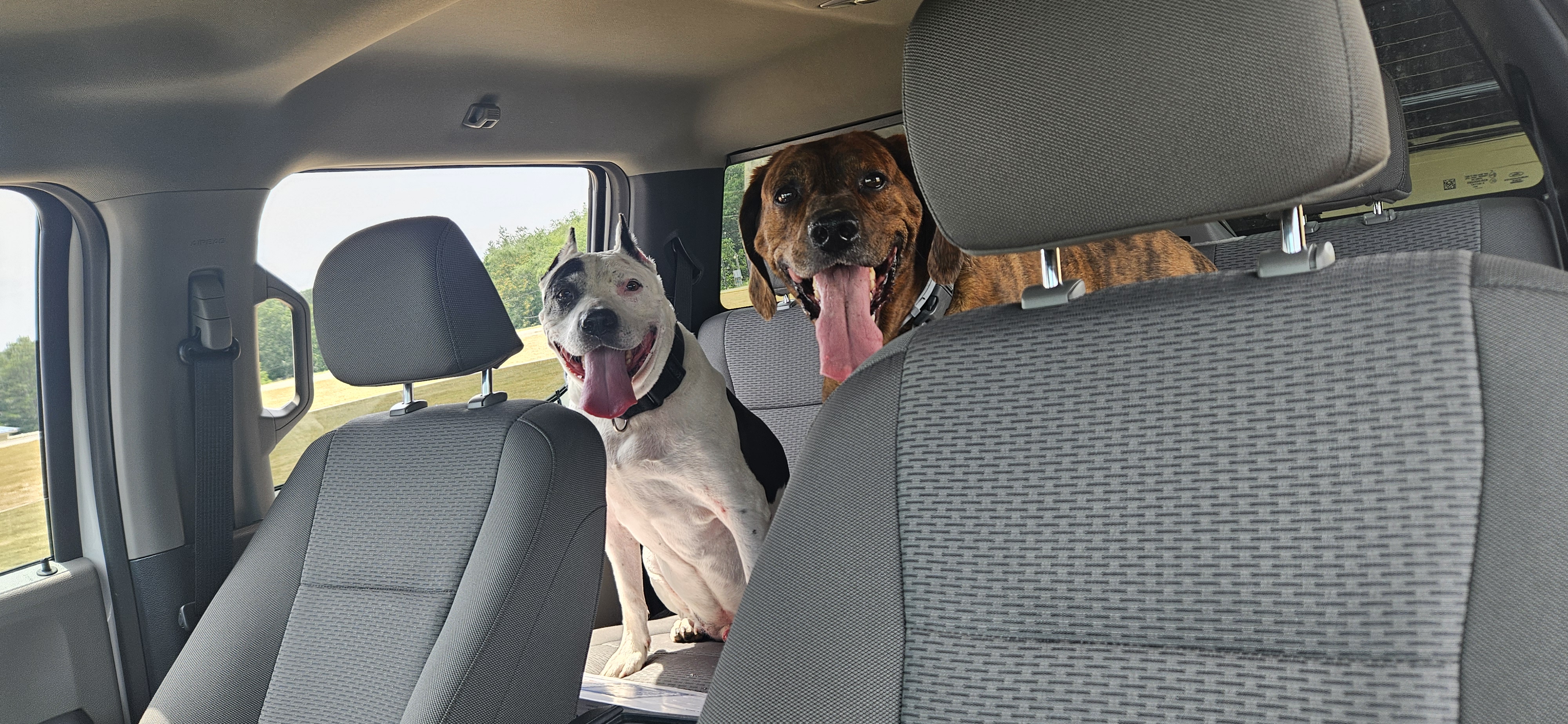 Happy dogs ready for adventure