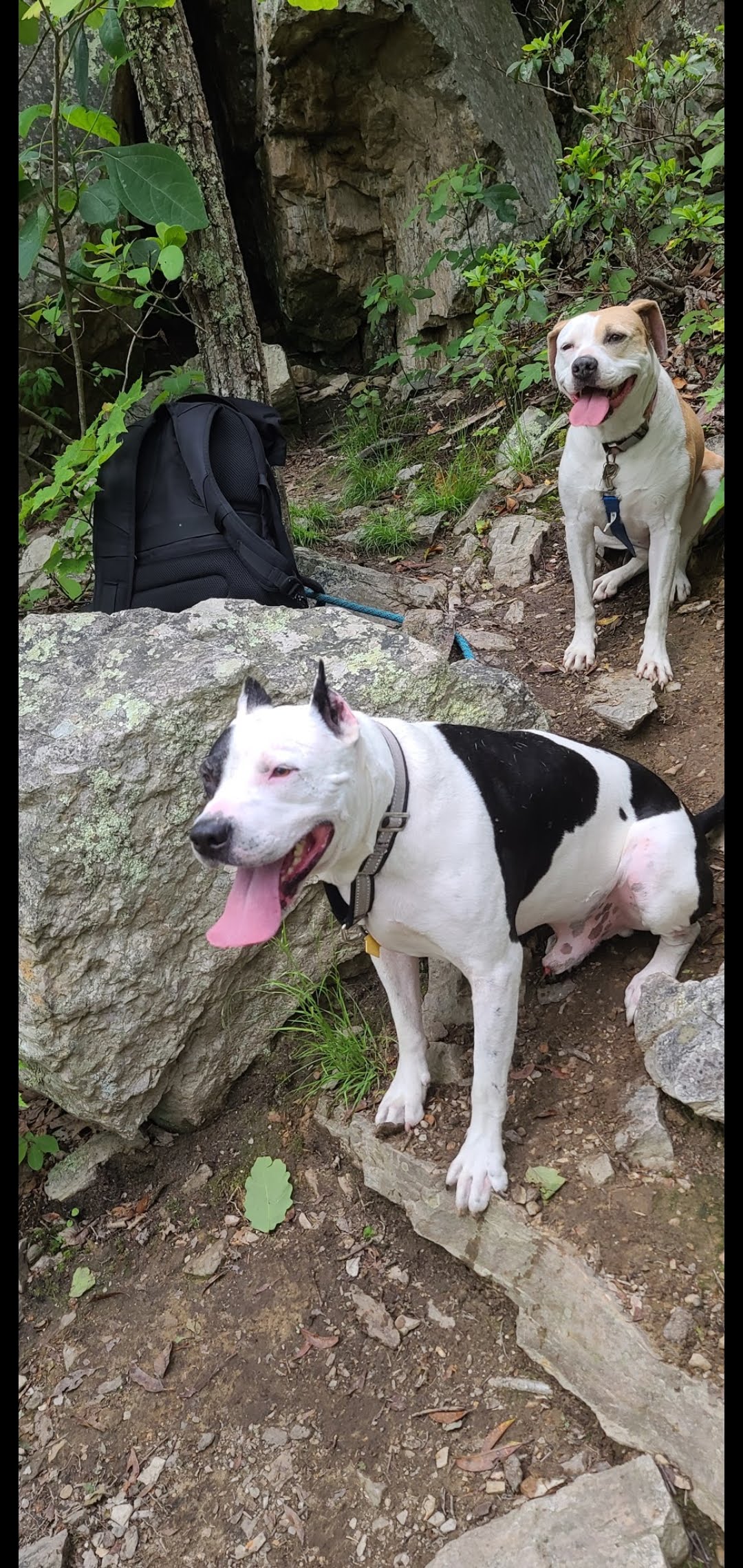 Dogs on an adventure